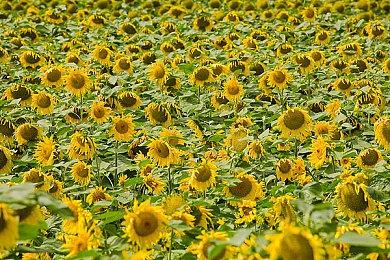 卡普空推出PS4《生化危机 25周年 剧情收藏版》 11月25日发售